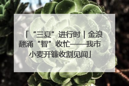 “三夏”进行时｜金浪翻涌“智”收忙——我市小麦开镰收割见闻