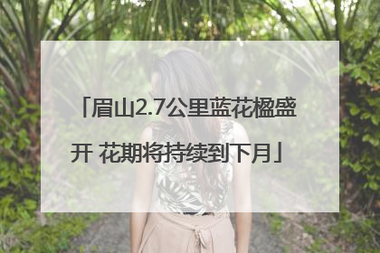 眉山2.7公里蓝花楹盛开 花期将持续到下月