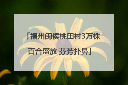 福州闽侯桃田村3万株百合盛放 芬芳扑鼻