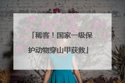 稀客！国家一级保护动物穿山甲获救