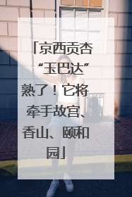 京西贡杏“玉巴达”熟了！它将牵手故宫、香山、颐和园