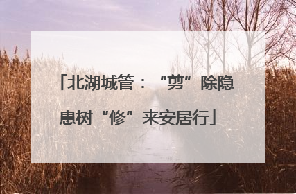北湖城管：“剪”除隐患树“修”来安居行
