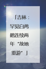 吉林：罕见白鸬鹚连续两年“故地重游”
