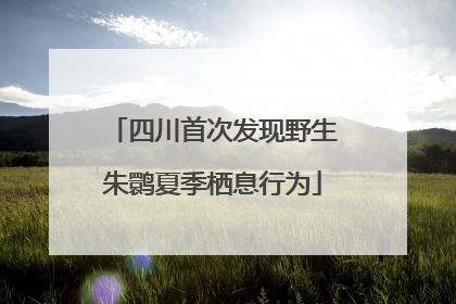 四川首次发现野生朱鹮夏季栖息行为