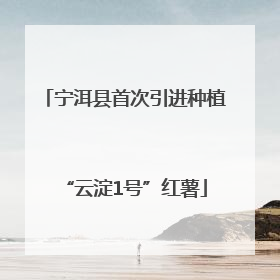 宁洱县首次引进种植“云淀1号”红薯