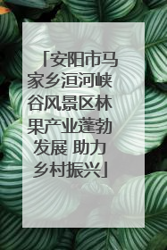 安阳市马家乡洹河峡谷风景区林果产业蓬勃发展 助力乡村振兴