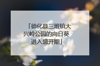 德化县三班镇大兴岭公园的向日葵进入盛开期