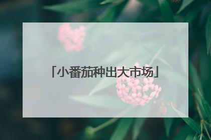 小番茄种出大市场