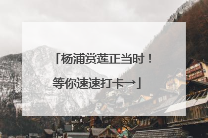 杨浦赏莲正当时！等你速速打卡→