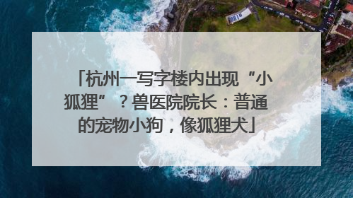 杭州一写字楼内出现“小狐狸”？兽医院院长：普通的宠物小狗，像狐狸犬