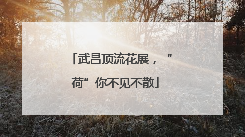 武昌顶流花展，“荷”你不见不散