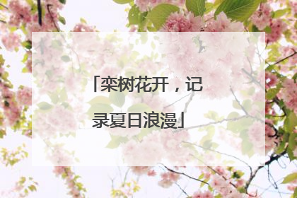 栾树花开，记录夏日浪漫
