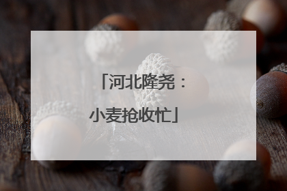 河北隆尧：小麦抢收忙