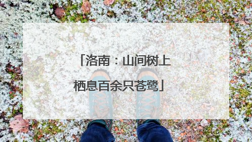洛南：山间树上栖息百余只苍鹭
