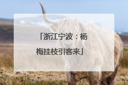 浙江宁波：杨梅挂枝引客来