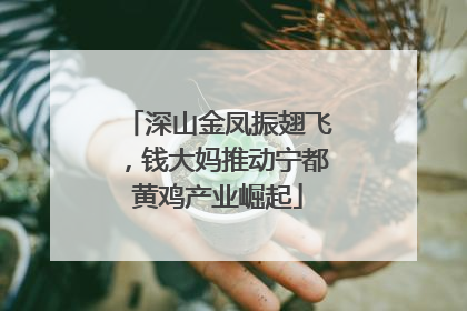 深山金凤振翅飞，钱大妈推动宁都黄鸡产业崛起