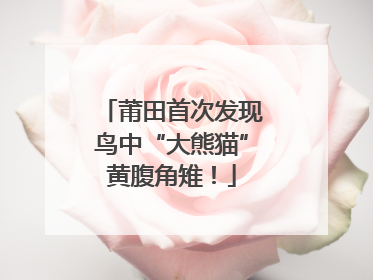 莆田首次发现鸟中“大熊猫”黄腹角雉！