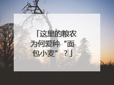这里的粮农为何爱种“面包小麦”？
