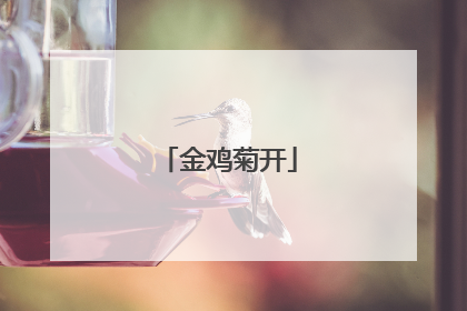 金鸡菊开