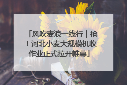 风吹麦浪一线行｜抢！河北小麦大规模机收作业正式拉开帷幕
