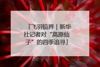 飞羽镜界｜新华社记者对“高原仙子”的四季追寻