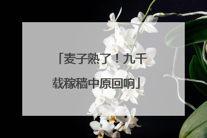 麦子熟了！九千载稼穑中原回响